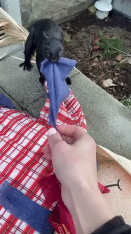 British Columbia Woman Helps Squirrel Collect Materials for Nest