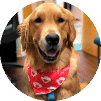 Golden Retriever Dog Sticker by Joe DiMaggio Children's Hospital
