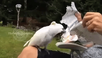Destructive Cockatoo Takes Out Anger on Newspaper