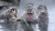 symphony for our world GIF by Nat Geo Wild 