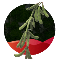 Intacta Sticker by intactarr2pro