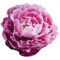 e_h_k_s pink flower flowers shit Sticker