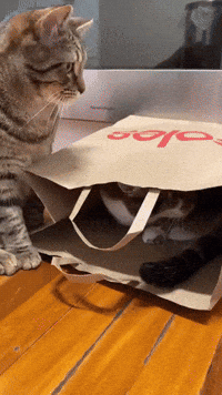 Pounce Double Trouble GIF