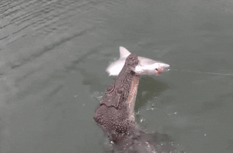 cuteanimalland giphyupload GIF