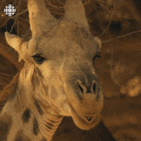 Wink Kiss GIF by CBC