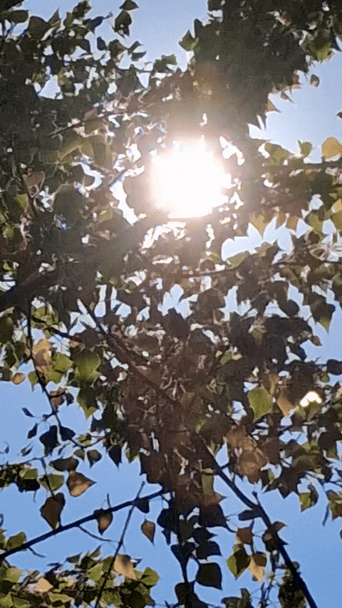 Simongip giphyupload GIF