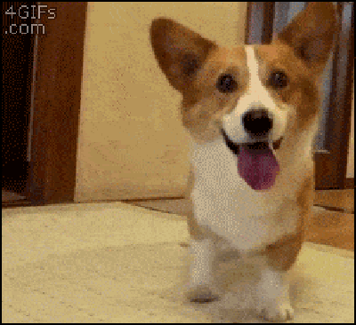 so excited GIF