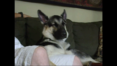 sleepy GIF