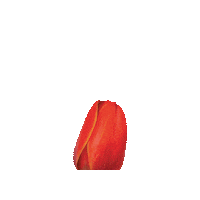 Keukenhof spring tulip lente tulp Sticker