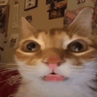 No Way Silly Cat GIF
