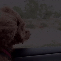 dog love GIF by The Videobook