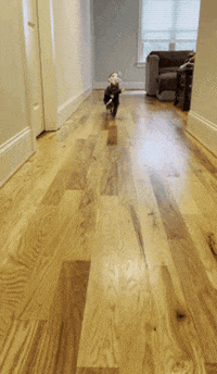 StripeH halloween scary spooky michael myers GIF