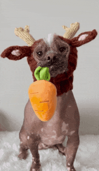 Chinese Crested Dog GIF