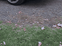 chrisfdtwo acura csx chrisfdtwo fd2 GIF