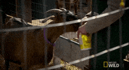 nat geo wild yukon vet GIF by Dr. Oakley, Yukon Vet