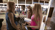 nat geo wild yukon vet GIF by Dr. Oakley, Yukon Vet