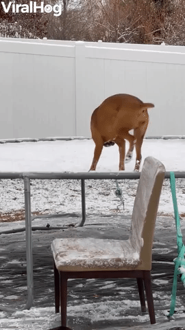 Boxer Pup Plays on Snowy Trampoline
