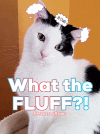 What The Wtf GIF