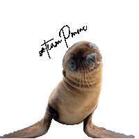 pacificmmc animal rescue laguna beach sealion pmmc Sticker