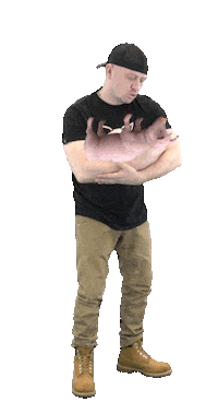 crazy_pig food hungry tasty pig Sticker