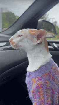 Cat Winston GIF