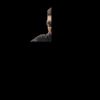 Chauhan GIF