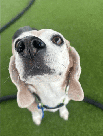 markbarrus  GIF