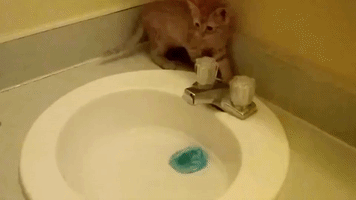 Tiny Kitten Takes First-Time Bath