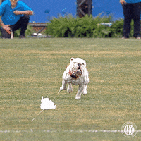 Dog Running GIF by American Kennel Club