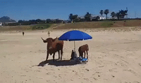Cow and Calf Relax in the Shade During Beach Trip