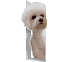 xatsuko_olivex dog surprised bichon bichon frise Sticker