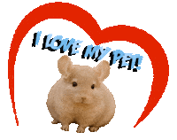 Guinea Pig Love Sticker