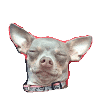 chihuahua STICKER by imoji