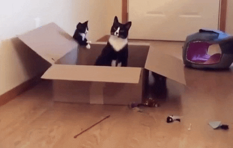 cat box GIF by Cheezburger