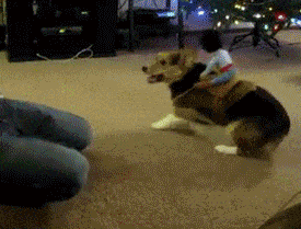 ride corgi GIF