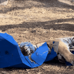 Fun Play GIF by Valley Zoo Development Society
