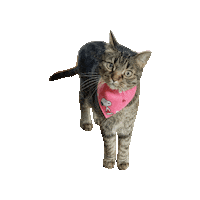 Melon Valentine Cat Sticker by Geekster Pets