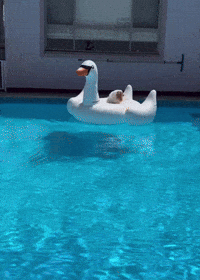 Berry GIF
