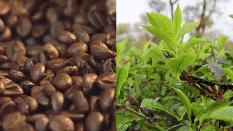 natgeochannel giphygifmaker coffee national geographic coffee beans GIF