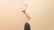 Dandadan GIF