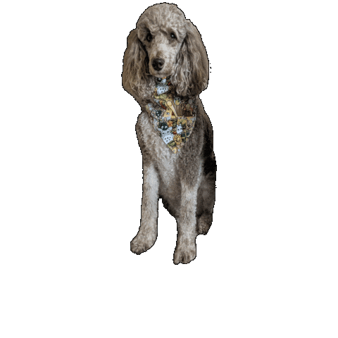 Poodle Ghibli Sticker by Geekster Pets