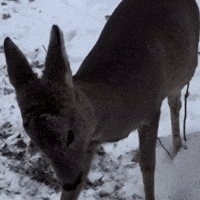 Suspicious Stare GIF