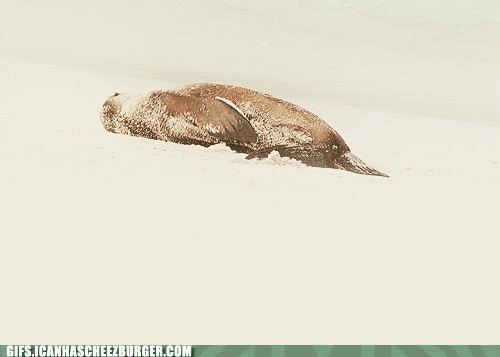 page seal GIF by Cheezburger