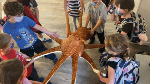 Octonation GIF by OctoNation® The Largest Octopus Fan Club!