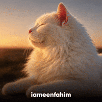 Cat Relaxing GIF