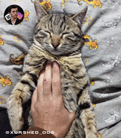Cat Sleep GIF