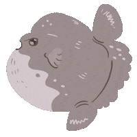 Mola Mola Fish Sticker