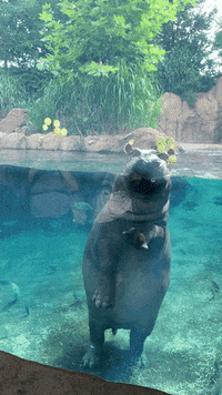 cincinnatizoo animals hungry eat yum GIF