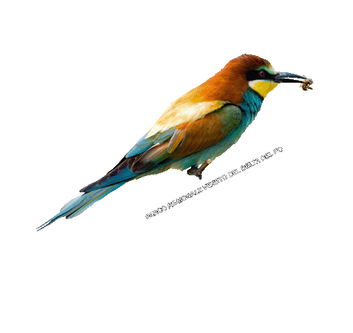 parcodeltapo giphyupload nature bird bike Sticker