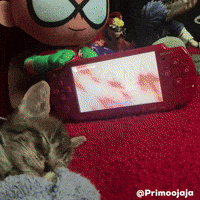 Cat Kitty GIF